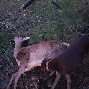 Deer Hunting Australia