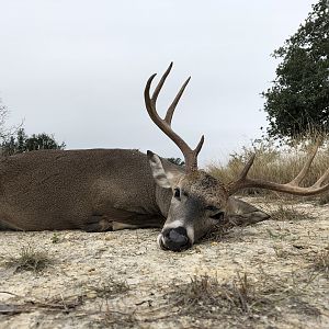 Deer Hunt Texas USA