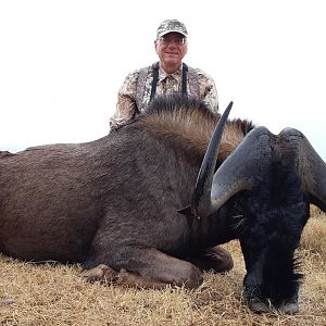 Hunt Black Wildebeest in South Africa