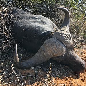 Big buffalo bull taken with JKO Hunting Safaris