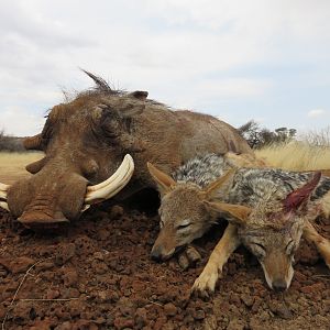 Hunting Warthog & Jackal in South Africa