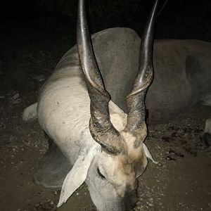 Eland Hunting South Africa