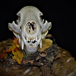 Bear European Skull Mount Taxidermy
