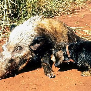 Hunting Bushpig in South Africa