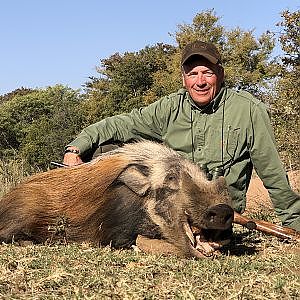 Bushpig Hunt South Africa