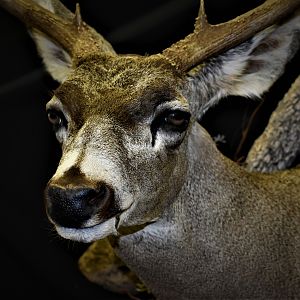Mule Deer Shoulder Mount Taxidermy
