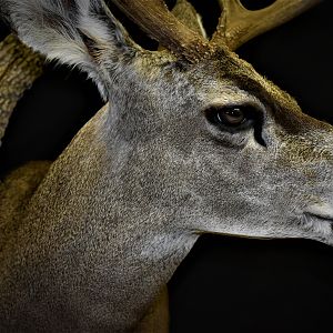 Mule Deer Shoulder Mount Taxidermy
