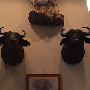 Cape Buffalo Shoulder Mount Taxidermy