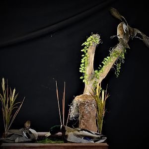 Duck Full Mount Taxidermy