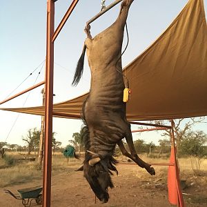 Namibia Hunt Blue Wildebeest