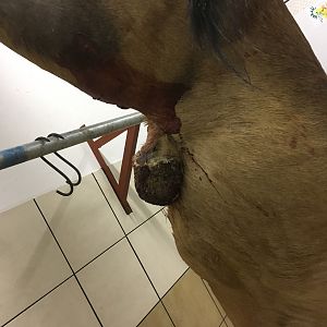 Abdominal Injury Red Hartebeest