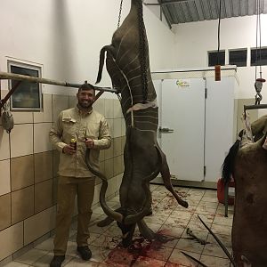 Kudu Hunting in Namibia