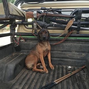 Hunting Dog Namibia