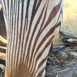 Hartmann's Mountain Zebra