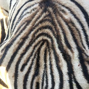 Hartmann's Mountain Zebra