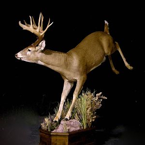 Whitetail Deer Full Mount Taxidermy