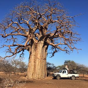 Boabab Tree