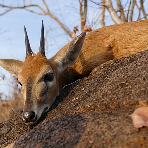 Duiker Hunting Zambia
