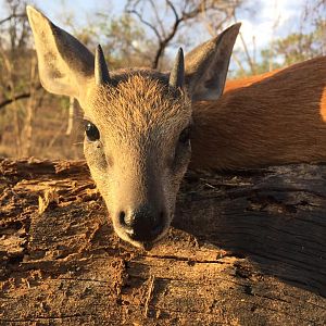Hunt Sharpe's Grysbok in Zambia