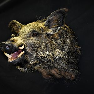 Wild Boar Shoulder Mount Taxidermy