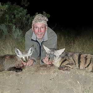 Bat-eared Fox & Aardwolf Hunting South Africa