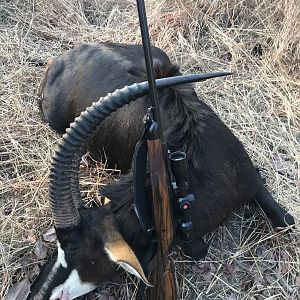 Mozambique Hunt Sable Antelope