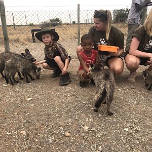 Feeding Bat-eared Foxes