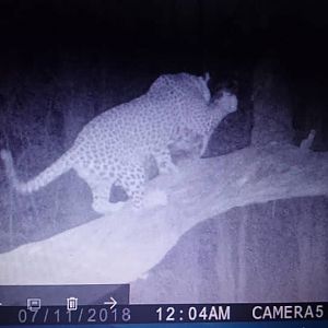 Namibia Trail Cam Pictures Leopard