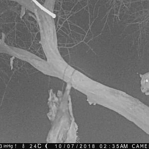 Trail Cam Pictures of Leopard in Namibia
