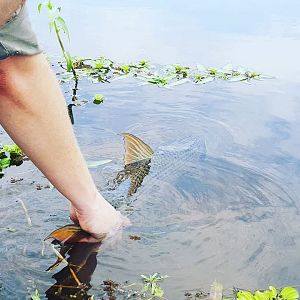 Releasing Tigerfish in Mozambique