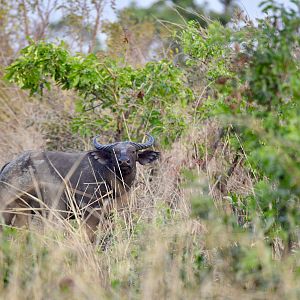 West African Savanna Buffalo Burkina Faso