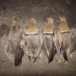 South Africa Wing Shooting Sandgrouse