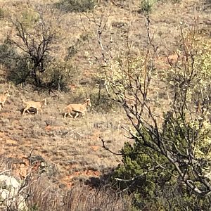 Aoudad Texas USA