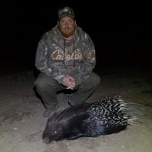 South Africa Hunt African Porcupine