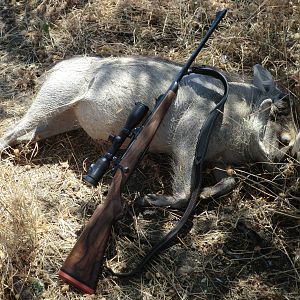 Warthog Hunting