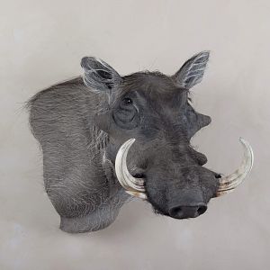 Warthog Shoulder Mount Taxidermy