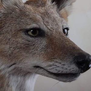 Jackal Full Mount Taxidermy Close Up