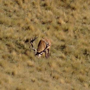 Red Stag in New Zealand