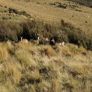 Red Stags in New Zealand