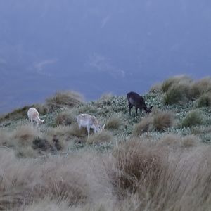 Fallow Deer in New Zealand