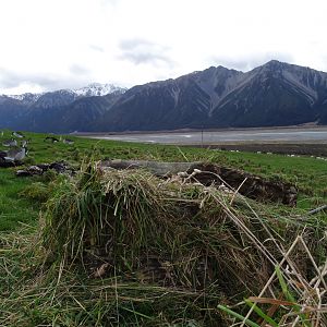 Hunting Duck in New Zealand