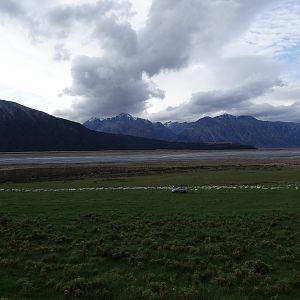 Sheep Farms in New Zealand