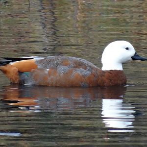 Paradise Shelduck New Zealand