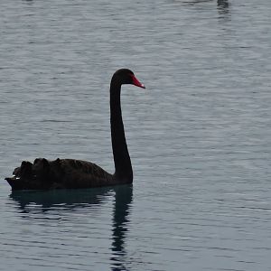 Black Swan New Zealand
