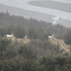 Fallow Deer New Zealand