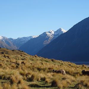 Arapawa Sheep New Zealand