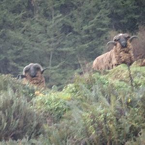 Arapawa Sheep New Zealand