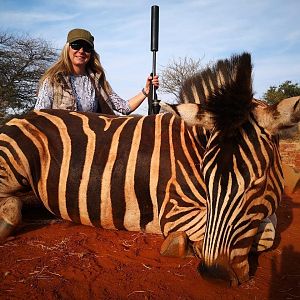 South Africa Hunting Burchell's Plain Zebra