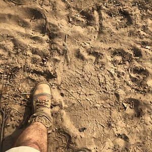 Elephant Track in Zimbabwe