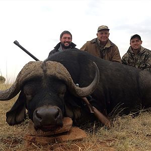 Cape Buffalo Hunt South Africa